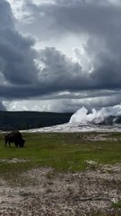 Bison Grazes as Old Faithful Erupts