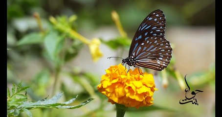 BEAUTIFUL VIEWS | ALLAH KI QUDRAT | BEAUTYFUL WORDS | BINTE HAWA |