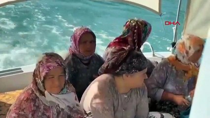 Début des travaux de nettoyage complets dans les îles Ayvalık