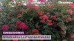Indahnya Warna-warni Bunga Bugenvil di Sepanjang Jalan Bojonegoro Bermekaran saat Musim Kemarau