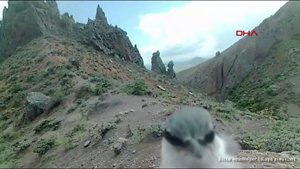 Kaya Sıvacısı Kuşu Fotokapanı Gagaladı