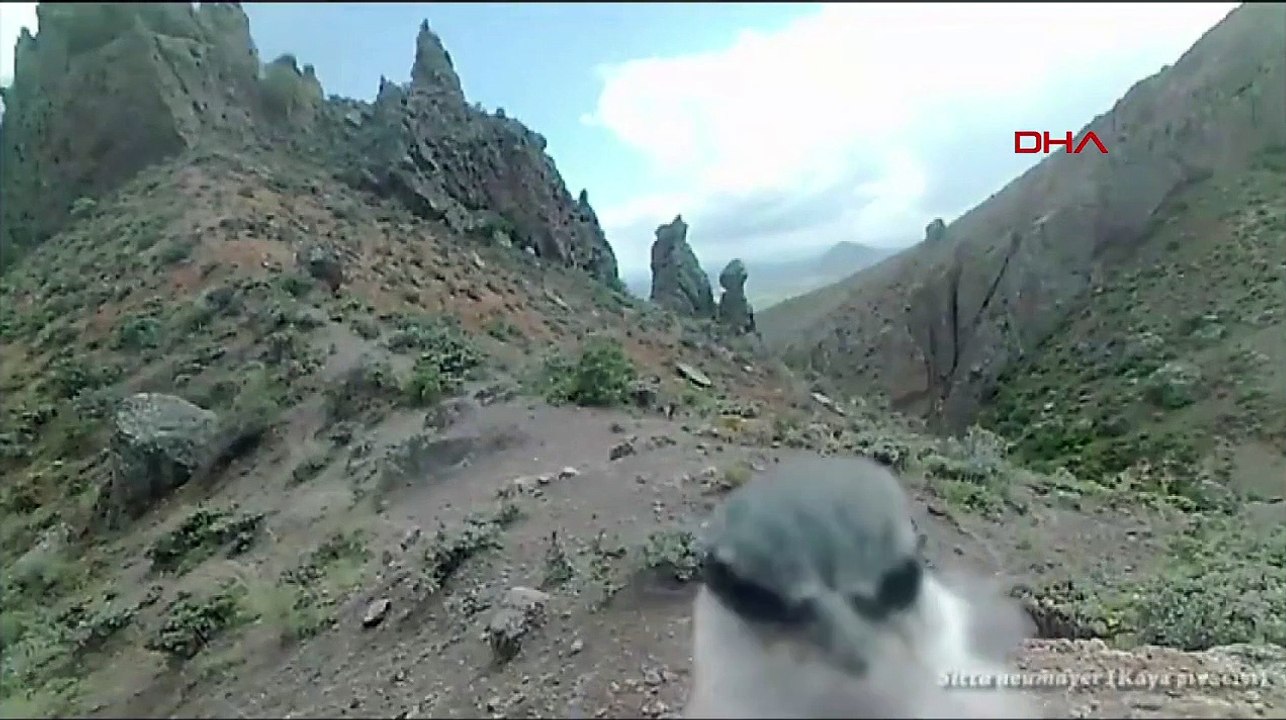 Piège photo picoré d'oiseau de plâtre de roche