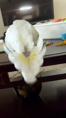 Cacatoès excité sonne Bell
