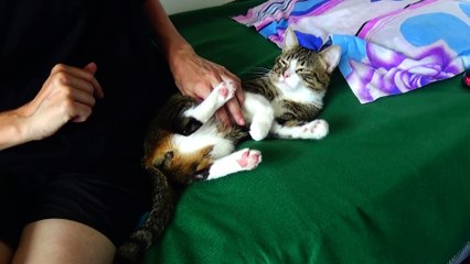 Funny Talking Cat Goes on a Visit to the Cat of Our Neighbours