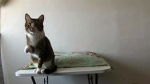 Cute Cat Sits on the Table (2)