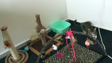 Cute Cat Sits in His Toy Corner (2)