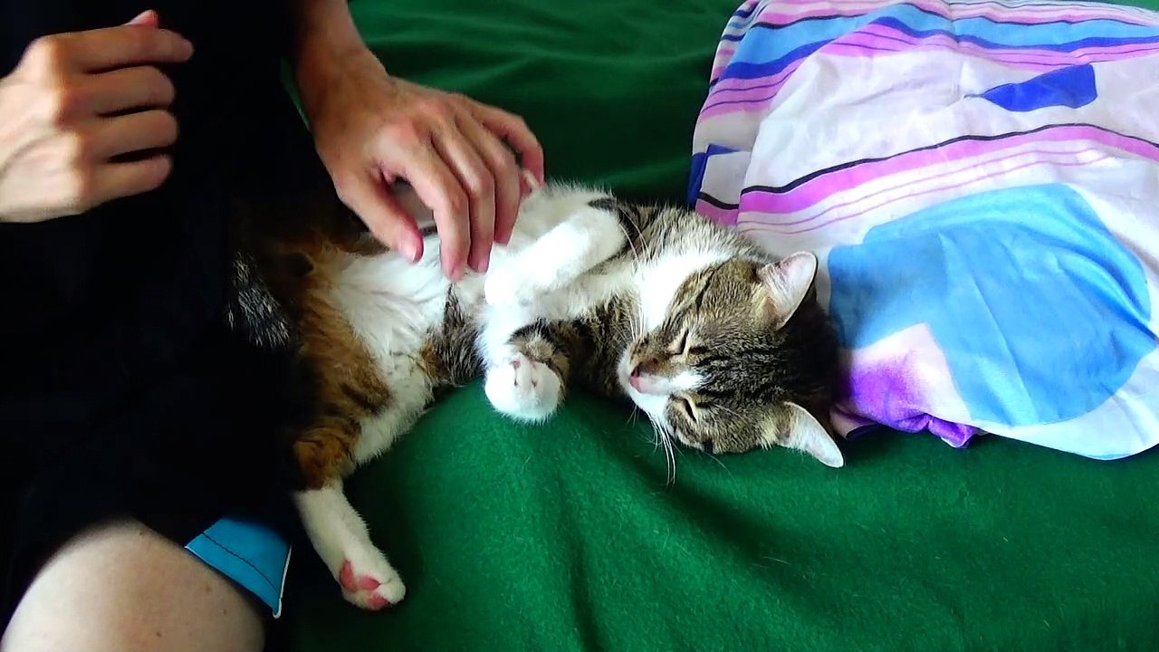 Rudolph the Funny Talking Cat, Does Not Stop Speaking