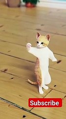 calm down cat videos 