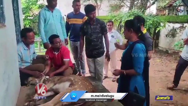 Villagers Rescued Deer From Floods | Mulugu | V6 News