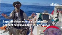 Naufragé du Pacifique : la petite chienne du bateau adoptée par un marin mexicain