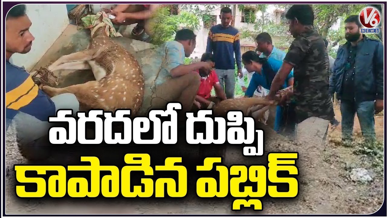 Moose [ Duppi] Washed Away In Flood , Villagers Saved Deer From Dog | Mulugu | V6 News