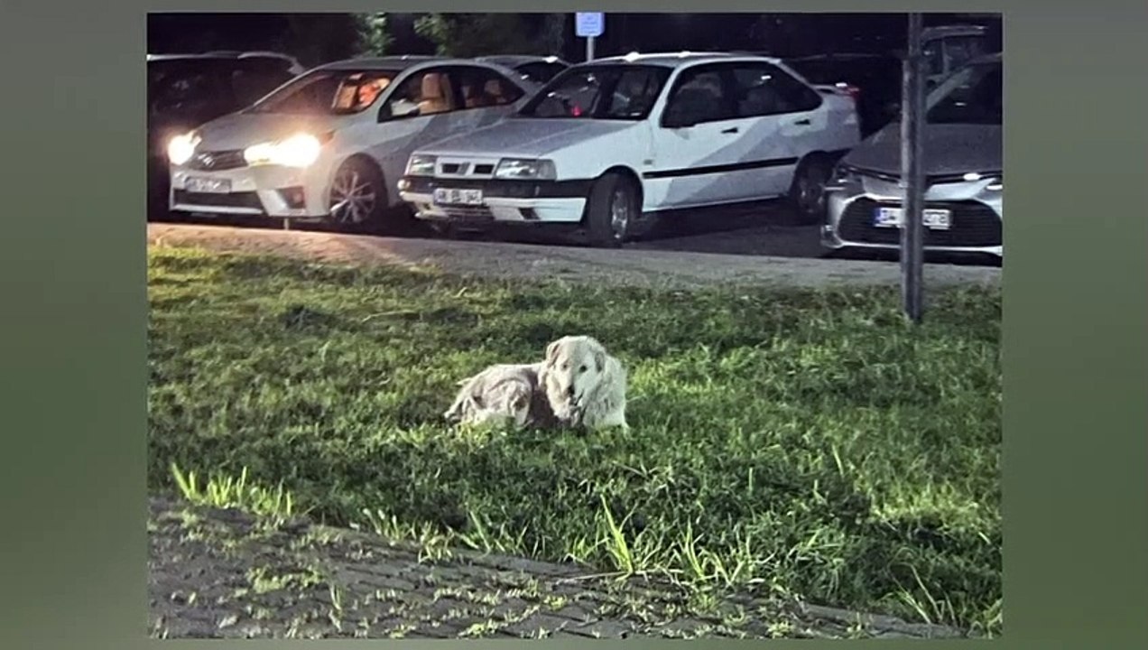 Problème de chien errant errant, les habitants d'Ayvalık se sont révoltés ! 3-4 cas arrivent chaque jour