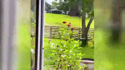 Funny Animal Videos 2023 - Hilarious Dogs and Cats Videos