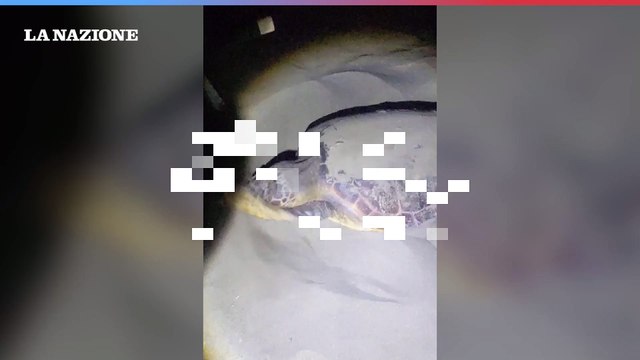 Forte dei Marmi, nido di tartaruga Caretta caretta