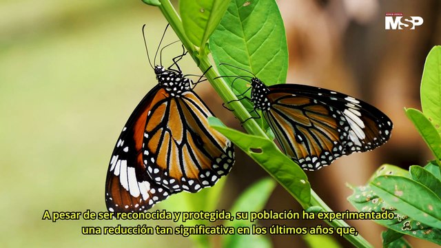 Mariposas monarca podrían desaparecer como consecuencia del cambio climático - #ExclusivoMSP