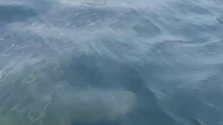 Boaters Spot Whale Shark Off Florida Coast