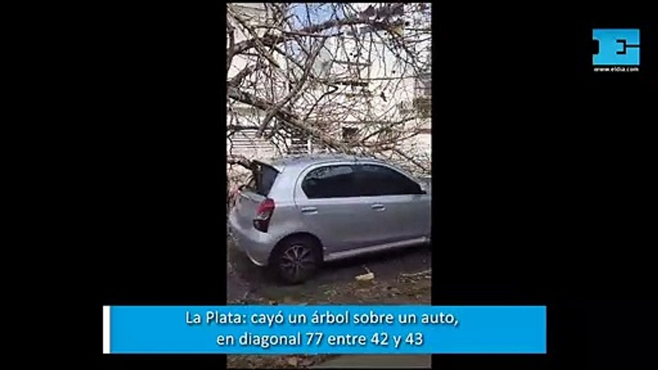 La Plata: cayó un árbol sobre un auto en Diagonal 77