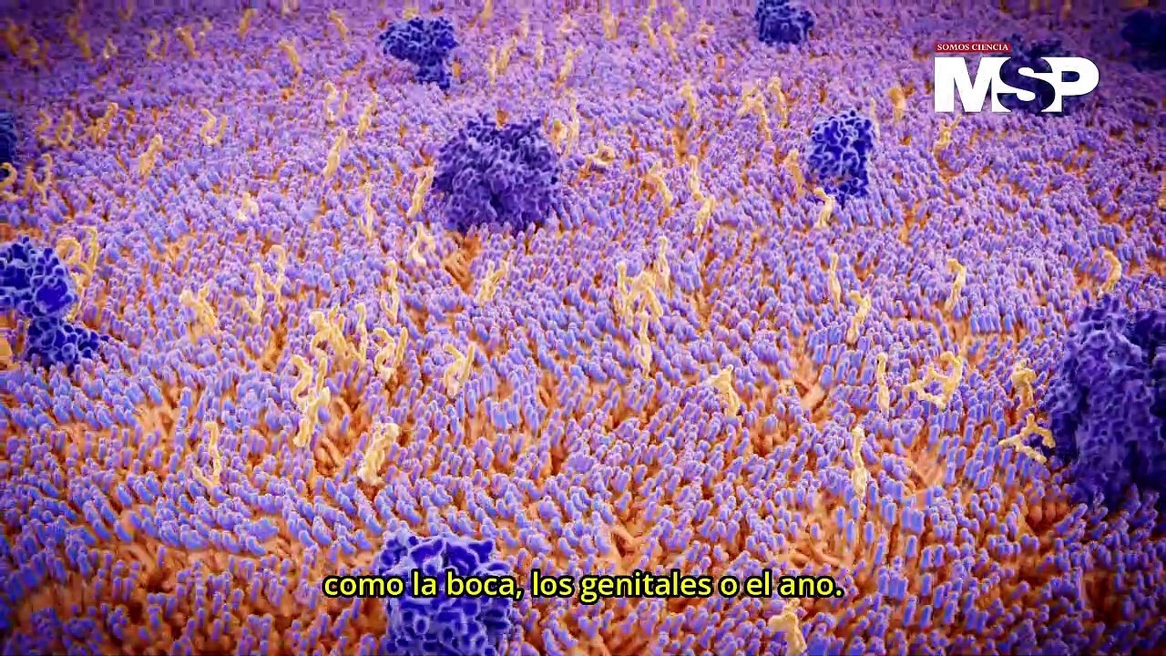 ¿Cómo afecta la sífilis a diferentes órganos del cuerpo? - #ExclusivoMSP