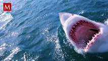 Tiburón blanco casi 'decapita' a un buzo durante encuentro que fue grabado por una GoPro