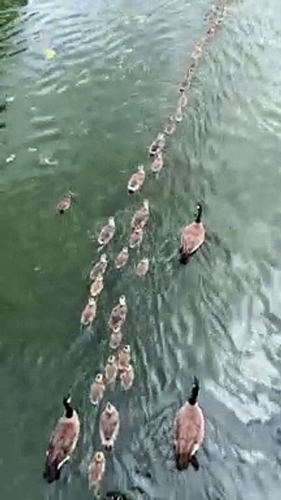 Les oisons partent en parade