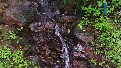 Brote de agua natural antes de llegar a Catemaco