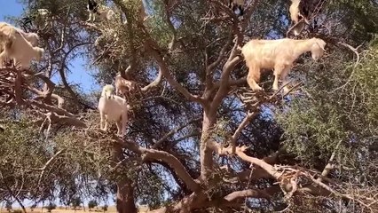 Win Or Fall Game !! Bear Vs Mountain Goats