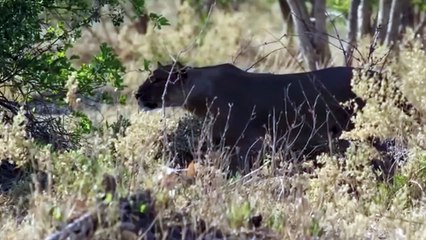 Wild Dogs Take Revenge on a Lioness That Killed Their Puppy