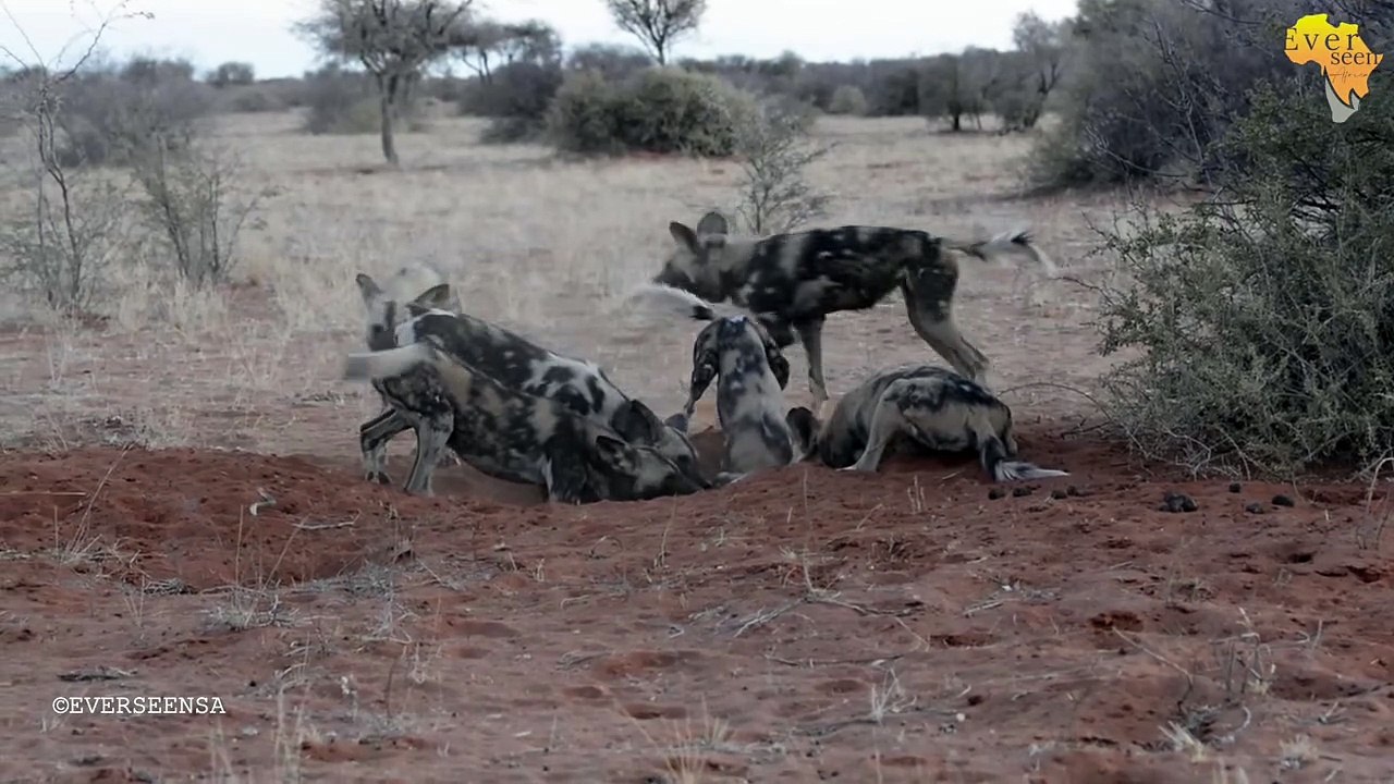 WILD DOGS digging out a WARTHOG - RARE SIGHTING