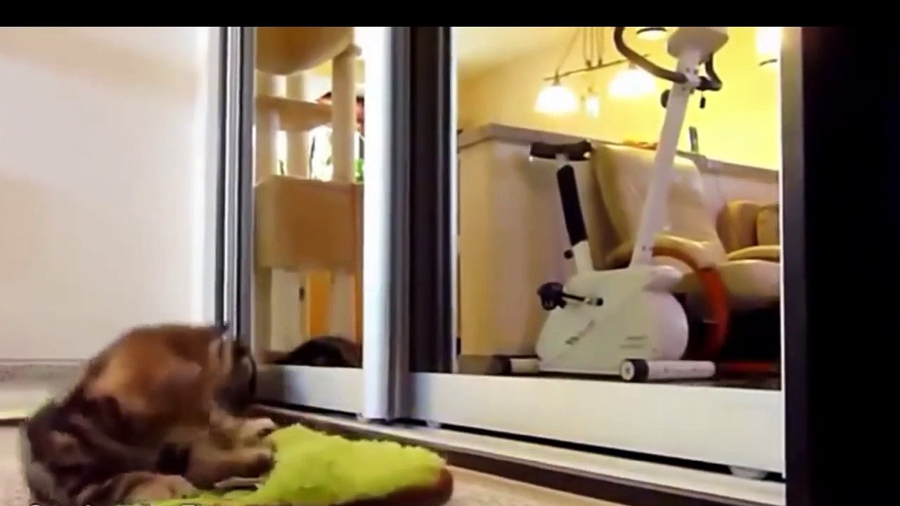 Eğlenceli kedi videoları, ( Fanny Cats Video)