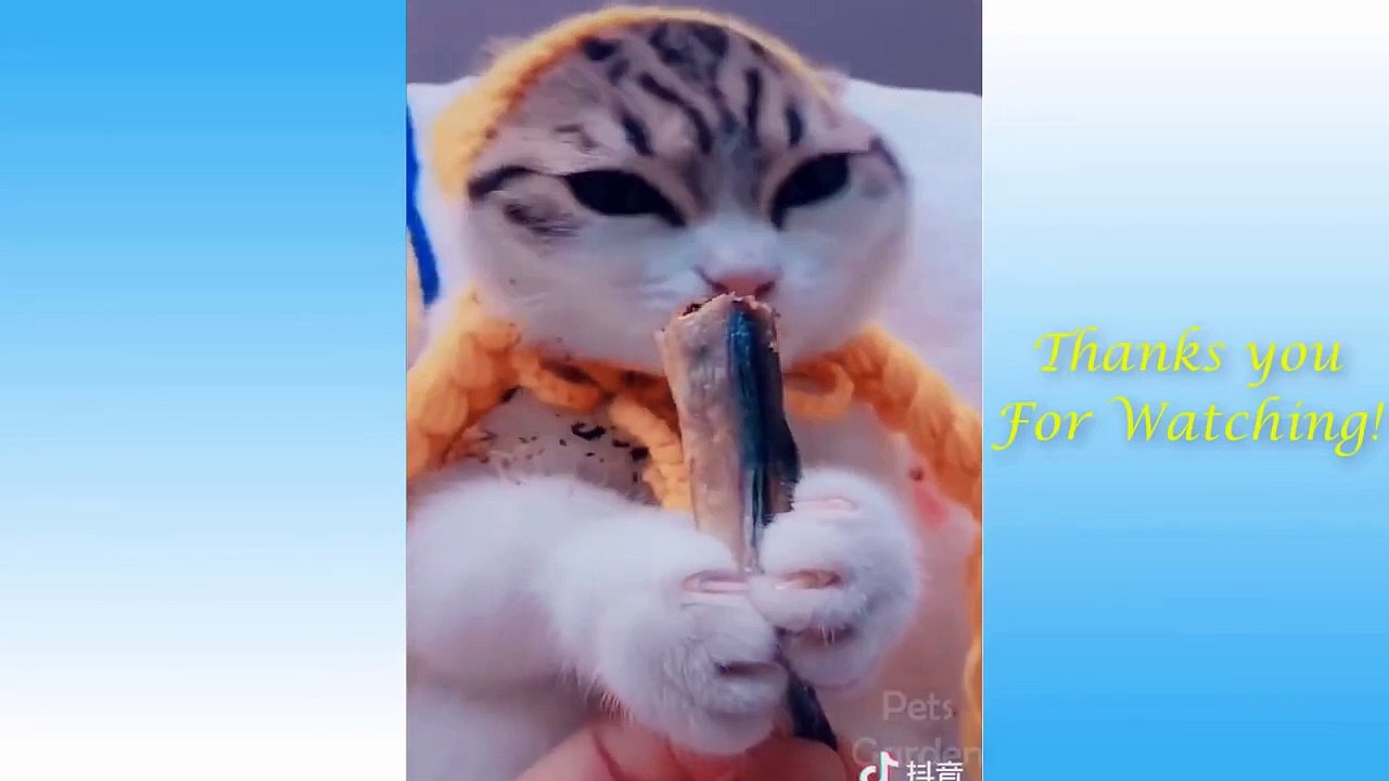 En güzel #asmr #kedi #balık yerken