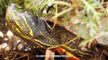 Turtle Shows The Snake Who's The Boss