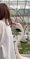 Flamingo Nibbles From Behind