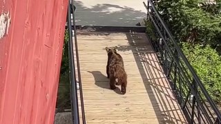 Bear Visitor At Breckenridge Restaurant