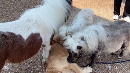 Golden Retriever And Ponies Are Best Friends