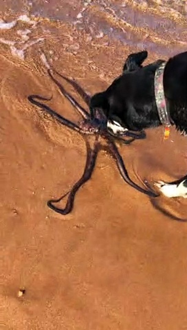 ⁣Curious Dogs Sniff Calm Octopus