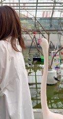 Flamingo Nibbles From Behind