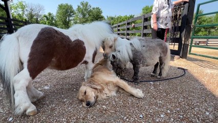 Golden Retriever And Ponies Are Best Friends