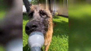 Funny Animal Videos 2023  - Funniest Dogs and Cats Videos 