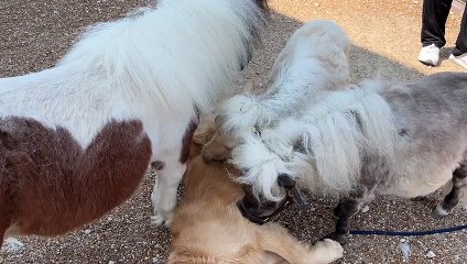 Golden Retriever And Ponies Are Best Friends