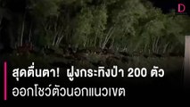 สุดตื่นตา!  ฝูงกระทิงป่า อุทยานฯเขาใหญ่ 200 ตัว ออกโชว์ตัวนอกแนวเขต | HOTSHOT เดลินิวส์ 23/07/66