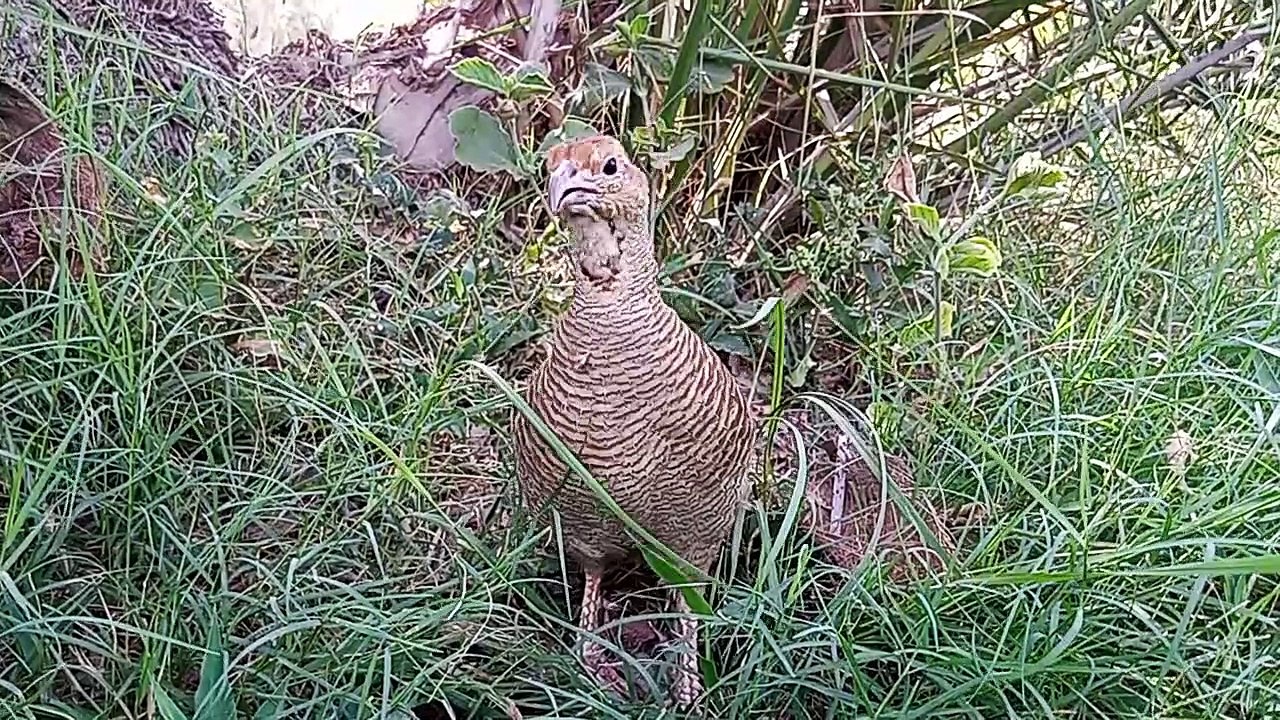 grey partridge sound