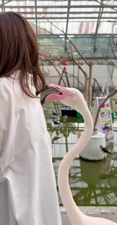 Flamingo Nibbles From Behind