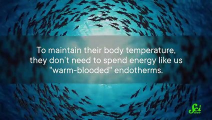 The Speedy Cold-Hearted Tuna