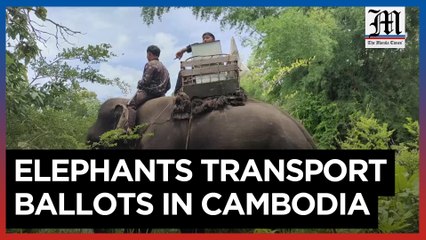 Elephants transport ballots in remote Cambodian province