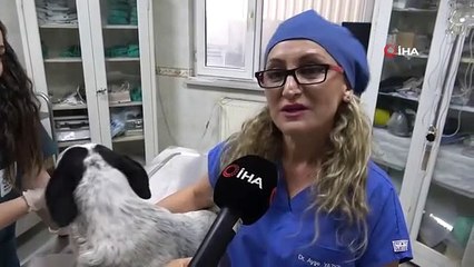 3D Yazıcı ile Üretilen Protezler Sokak Hayvanlarına Umut Oluyor