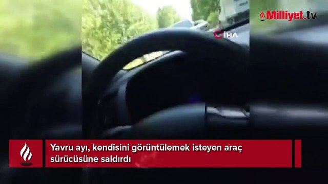 Yavru ayının araç sürücüsüne saldırısı kameraya yansıdı