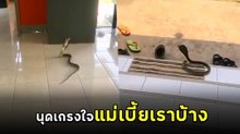 งูพิษบุกที่ทำงาน แต่งานนี้ดูท่ามาผิดที่ ชอตนี้ทำเอาโซเชียลอึ้ง