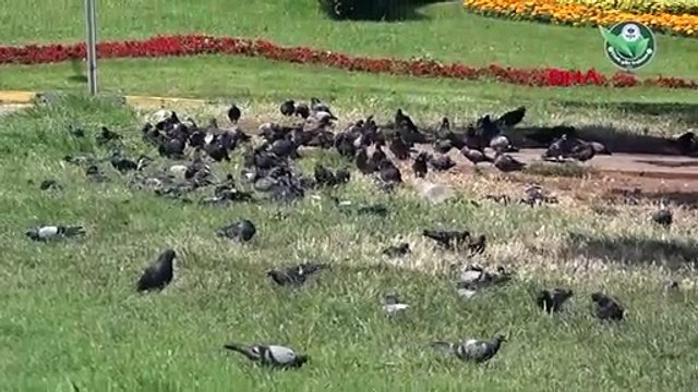 Les mouettes menacent les petits oiseaux de la mer Noire