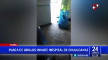 Piura: con recogedores y bolsas luchan contra millones de grillos en hospital de Chulucanas