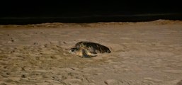 Une tortue marine est venue pondre sur une plage varoise ce week-end